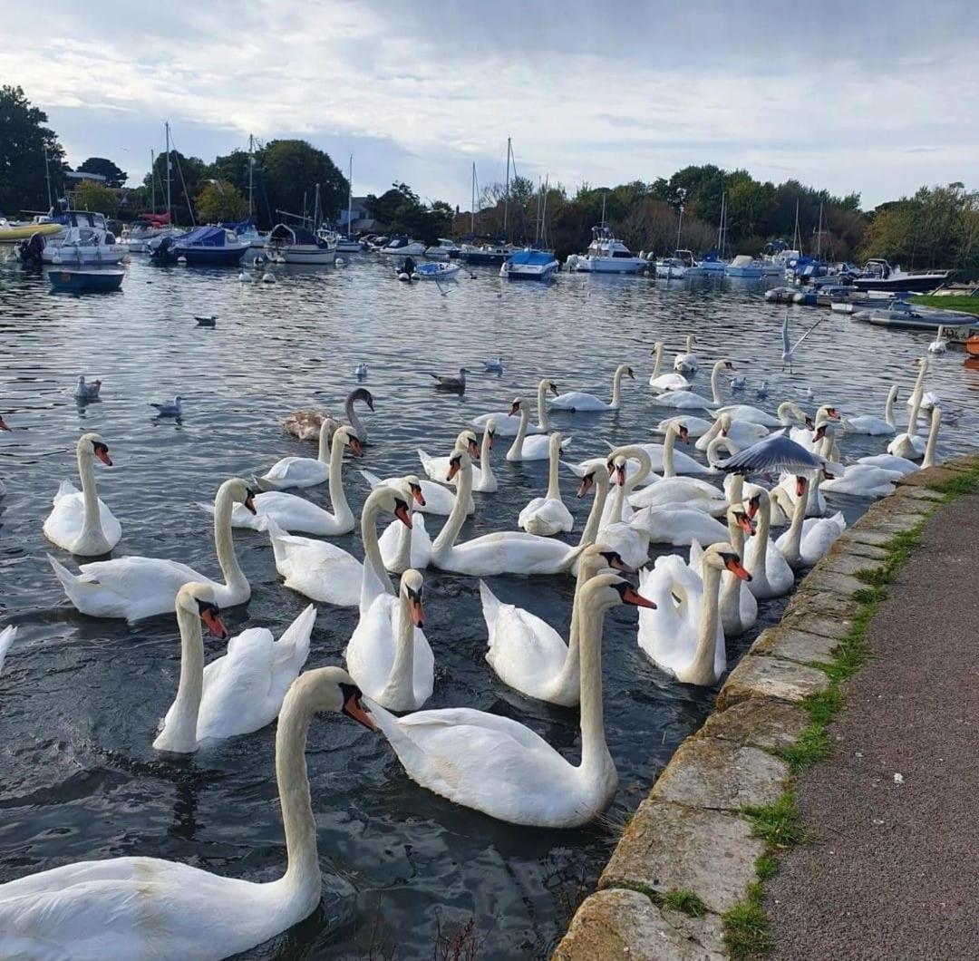 Mudeford Swans Apartment Christchurch  Bagian luar foto